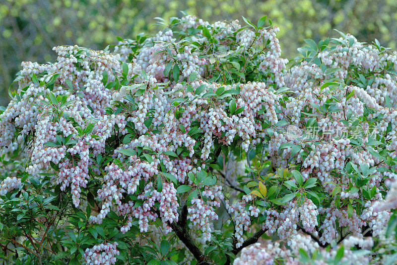 Pieris japonica /日本仙女座花